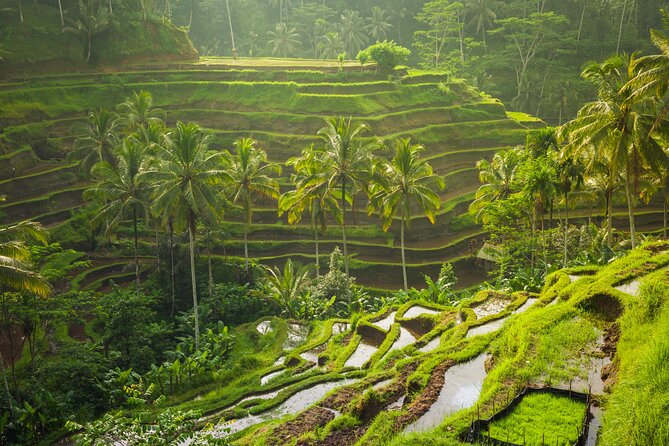 Ubud waterfall, rice terraces, and swing explore - Price and Value: Does $41 Make Sense Here?