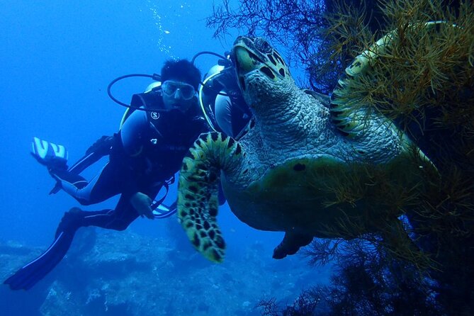 USS Liberty Shipwreck Scuba Diving at Tulamben Bali - Price and value: what $109.50 covers (and what can cost extra)