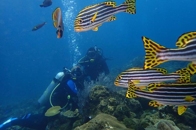 USS Liberty Shipwreck Scuba Diving at Tulamben Bali - Guides, gear, and safety: the part you can feel immediately