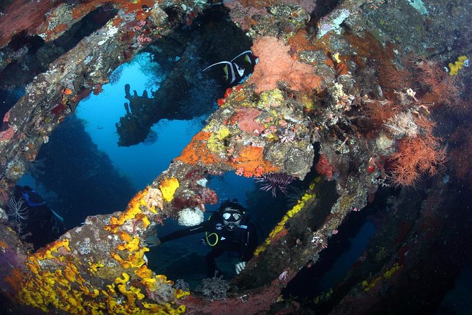 USS Liberty Shipwreck Scuba Diving at Tulamben Bali - What marine life you can reasonably hope for